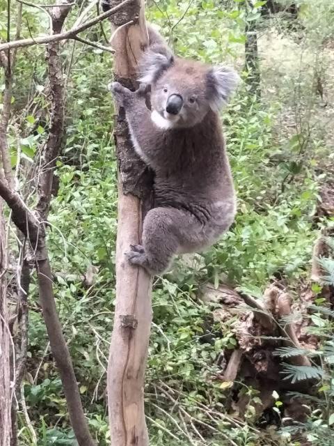 Mallacoota'S Shady Gully Caravan Park Exterior foto