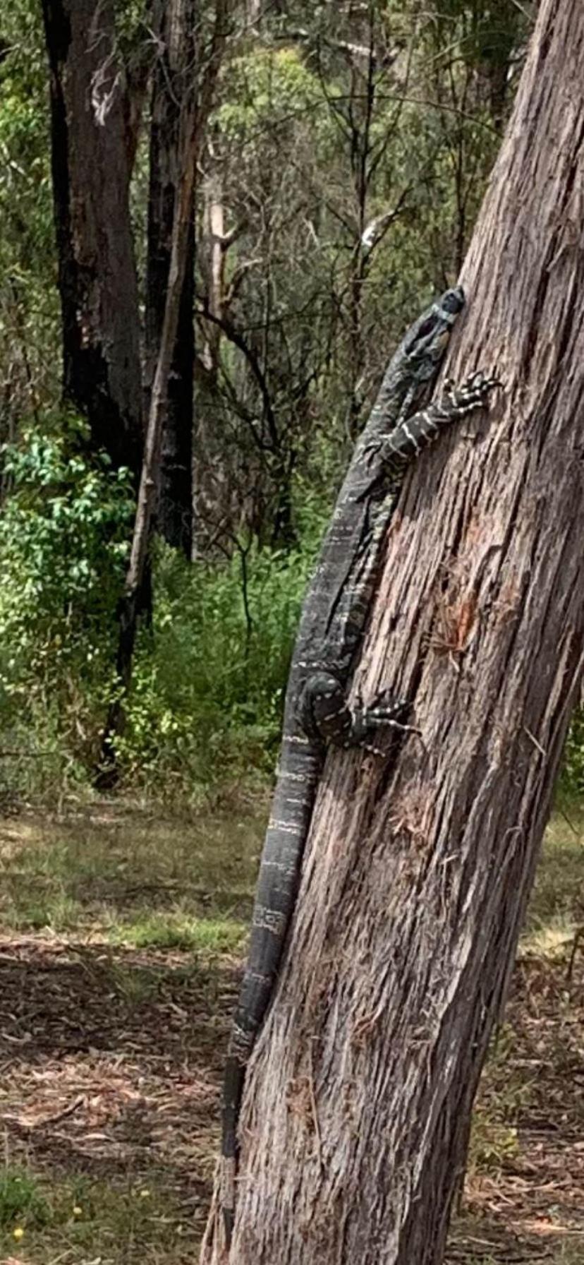 Mallacoota'S Shady Gully Caravan Park Exterior foto