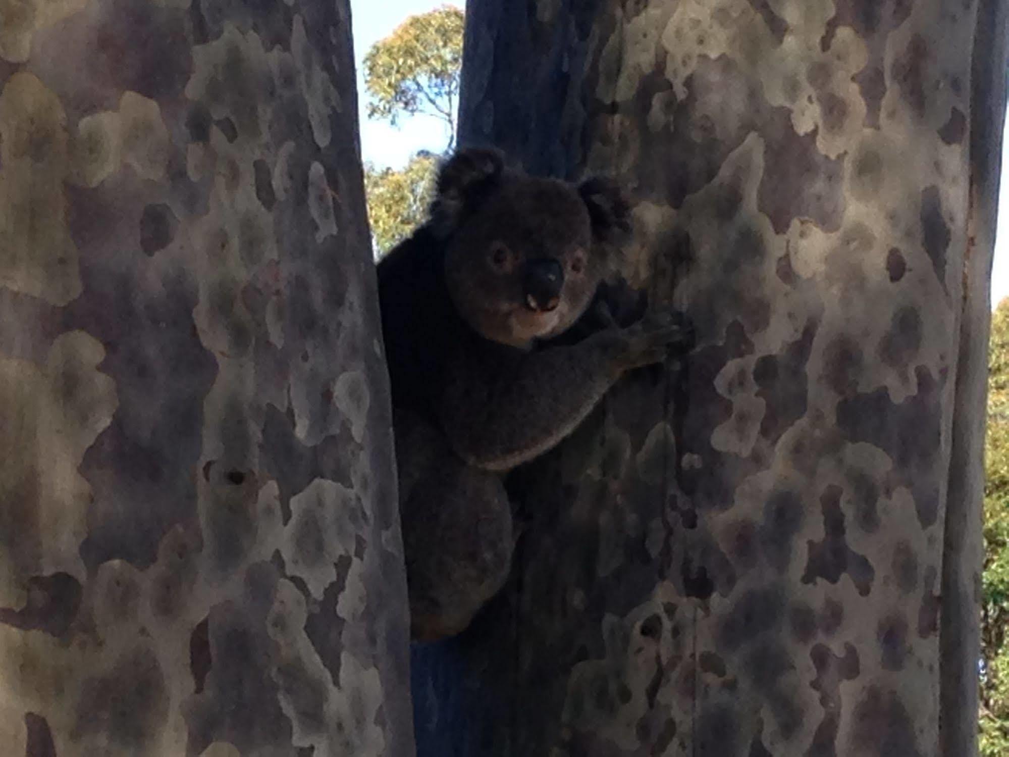 Mallacoota'S Shady Gully Caravan Park Exterior foto